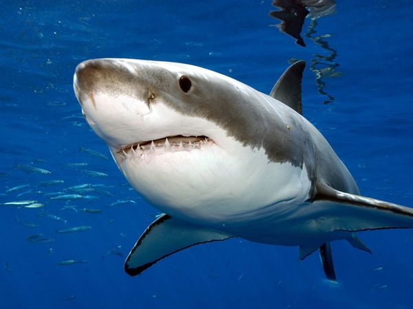 Scuba divers protect sharks