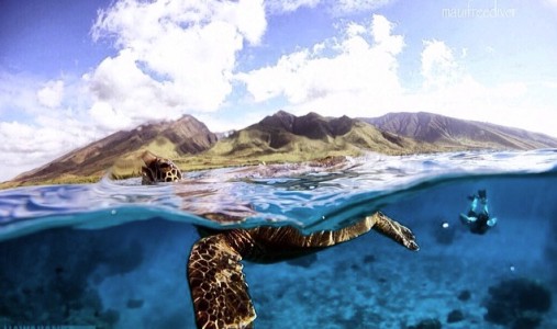 Hawaii scuba diving