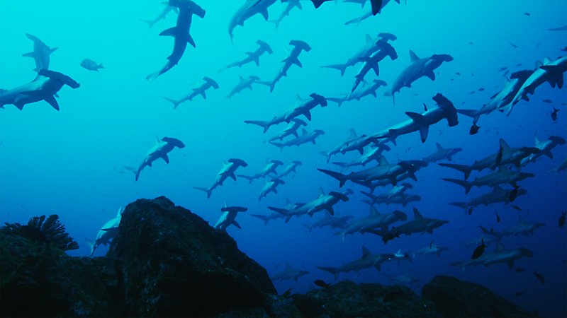 Galapagos diving hammerhead sharks